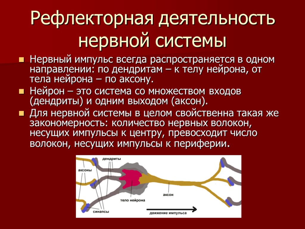 Рефлекторная деятельность нервной системы Нервный импульс всегда распространяется в одном направлении: по дендритам –